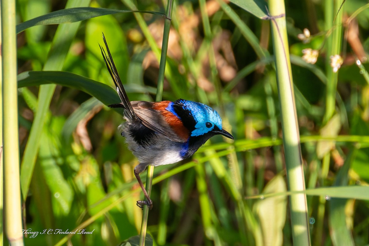 Variegated Fairywren - ML647190696