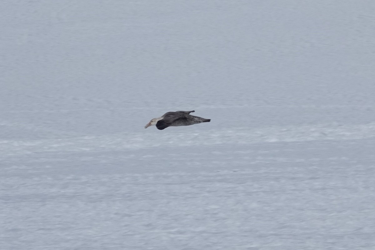 Southern Giant-Petrel - ML647190700