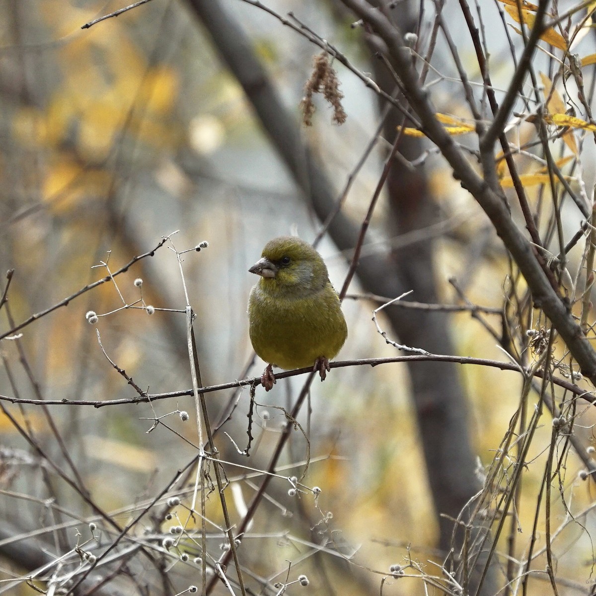 European Greenfinch - ML647190709