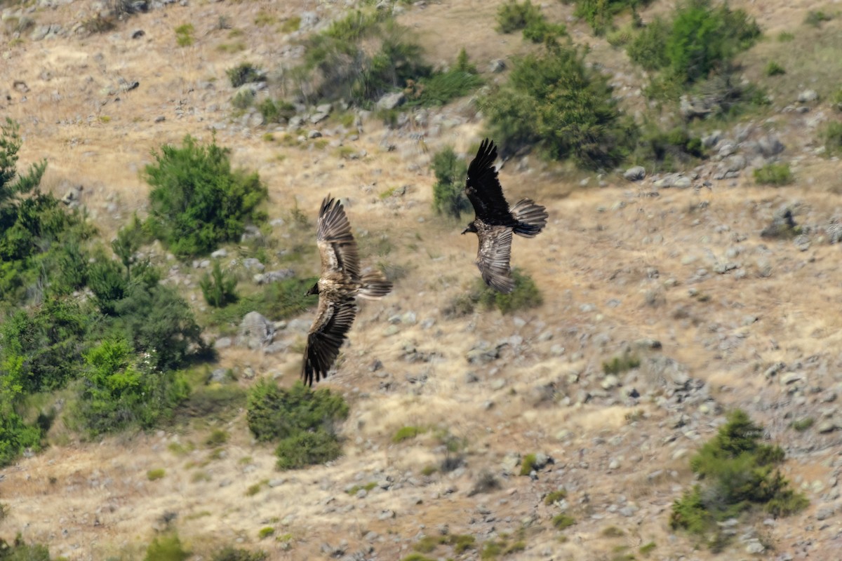 orlosup bradatý - ML647190716