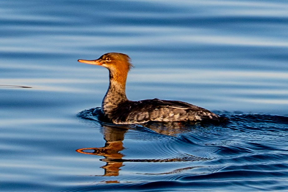 Red-breasted Merganser - ML647190720
