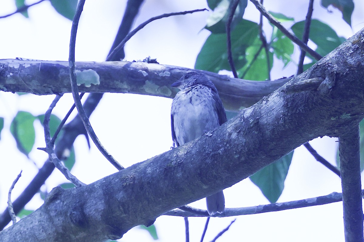 Scaly-throated Honeyguide - ML647190728