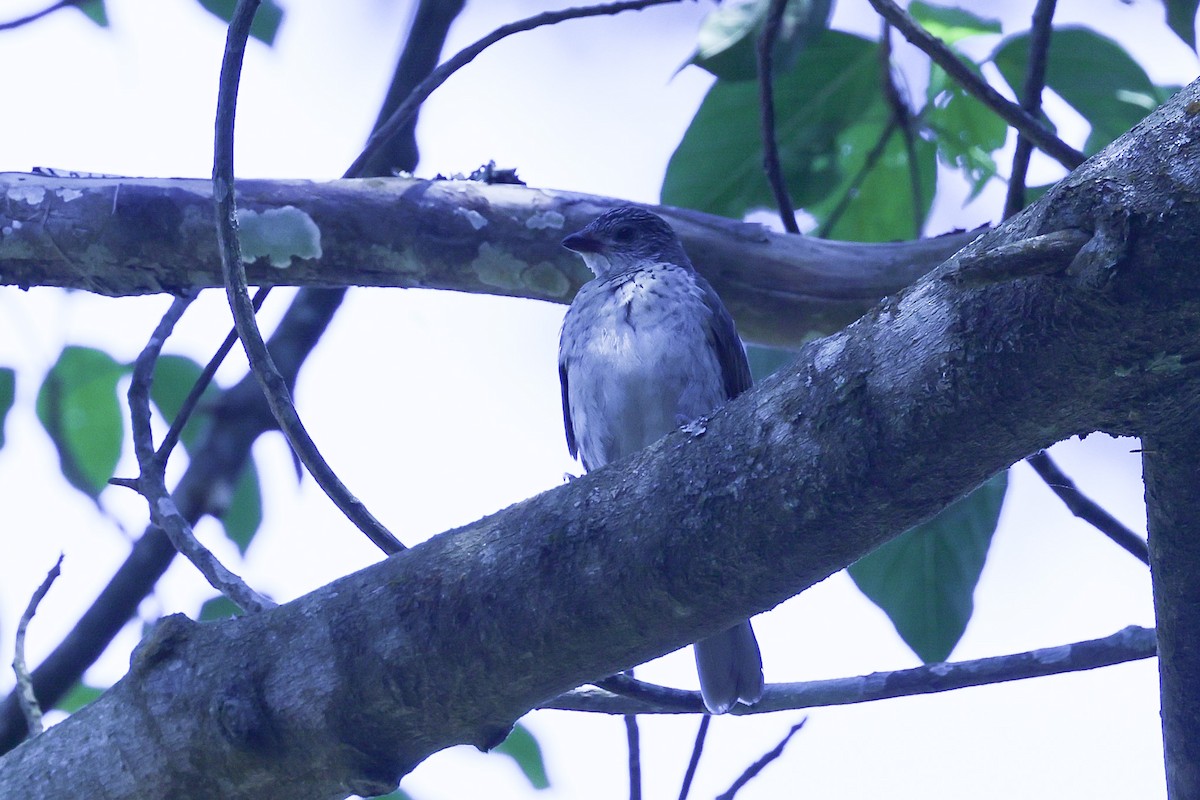 Scaly-throated Honeyguide - ML647190729
