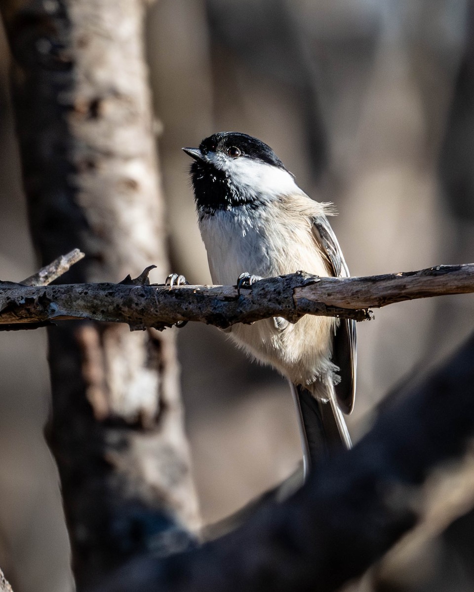 Black-capped Chickadee - ML647190734