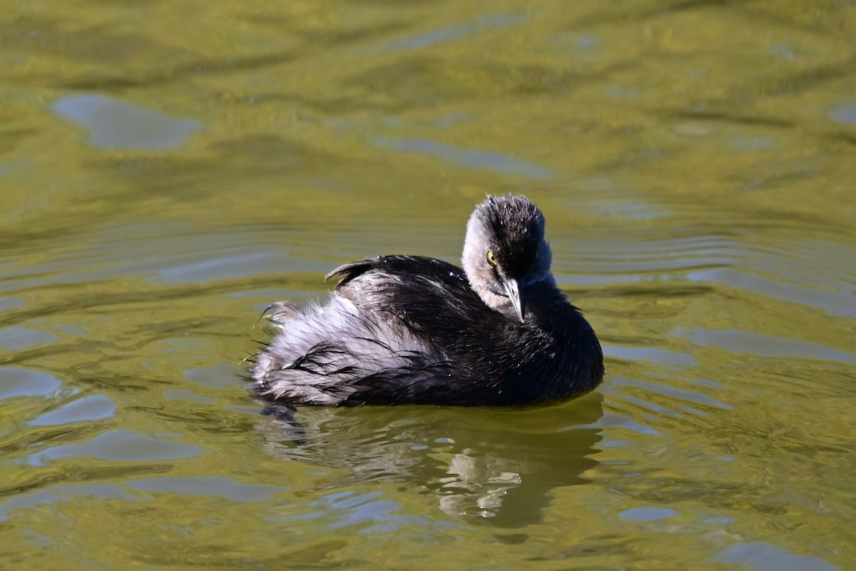 Least Grebe - ML647190735