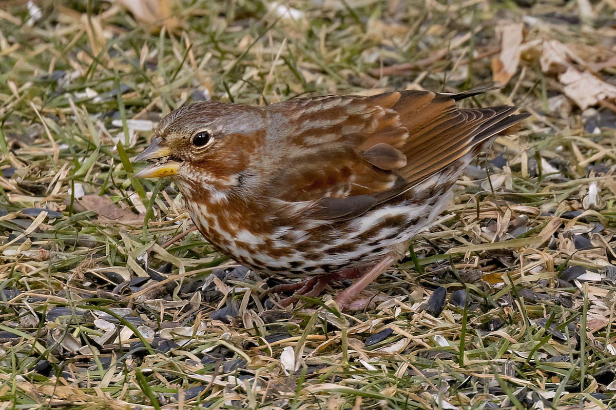 Fox Sparrow - ML647190766