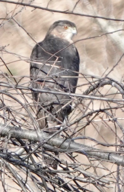Cooper's Hawk - ML647190790