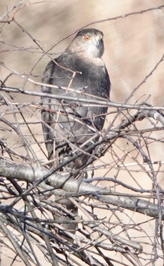 Cooper's Hawk - ML647190791