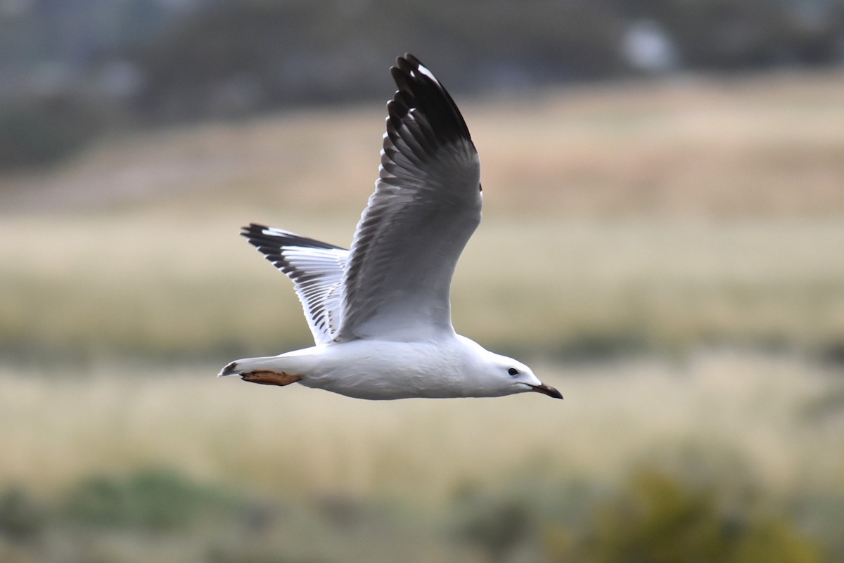 Silver Gull - ML647190792