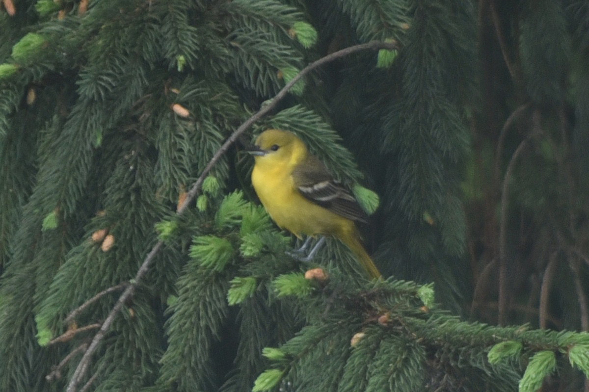 Orchard Oriole - ML647190793