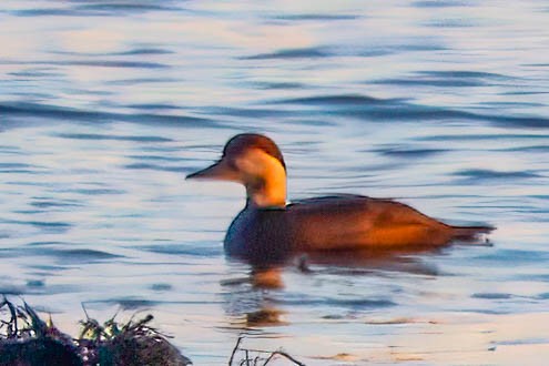 Black Scoter - ML647190796