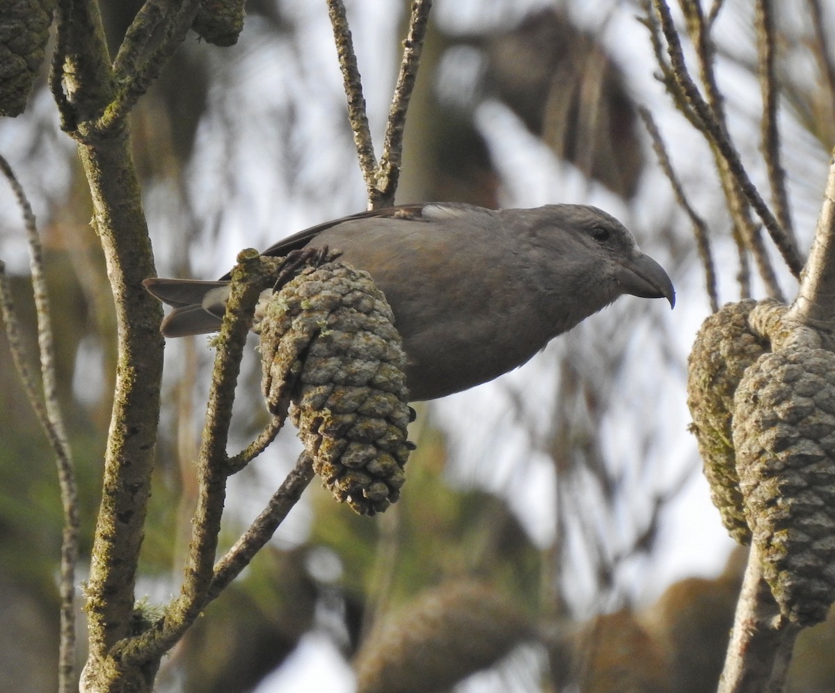צלוב-מקור אדום - ML647190797