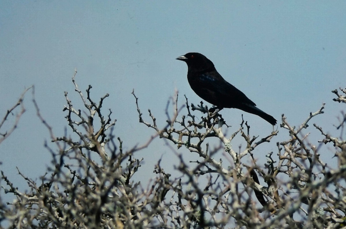 Bronzed Cowbird (Bronzed) - ML647190801