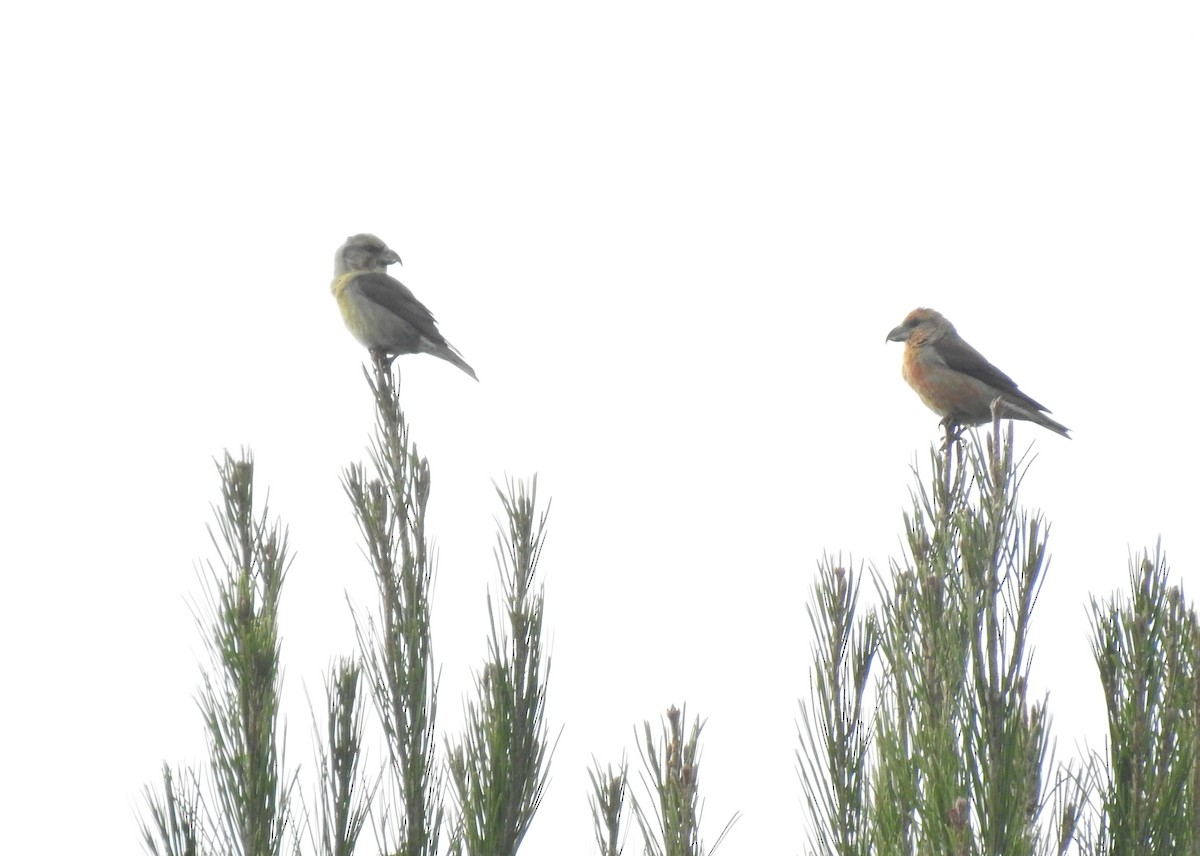 צלוב-מקור אדום - ML647190802