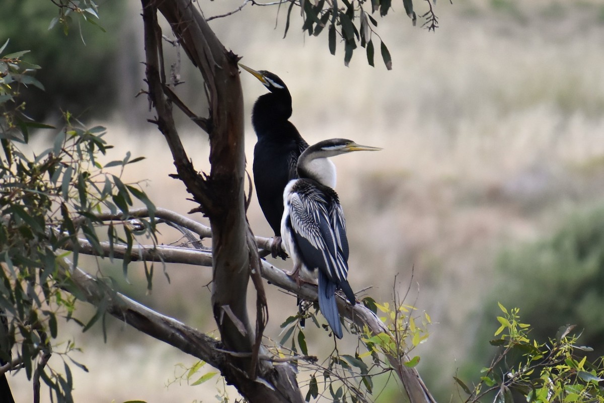 Australasian Darter - ML647190807