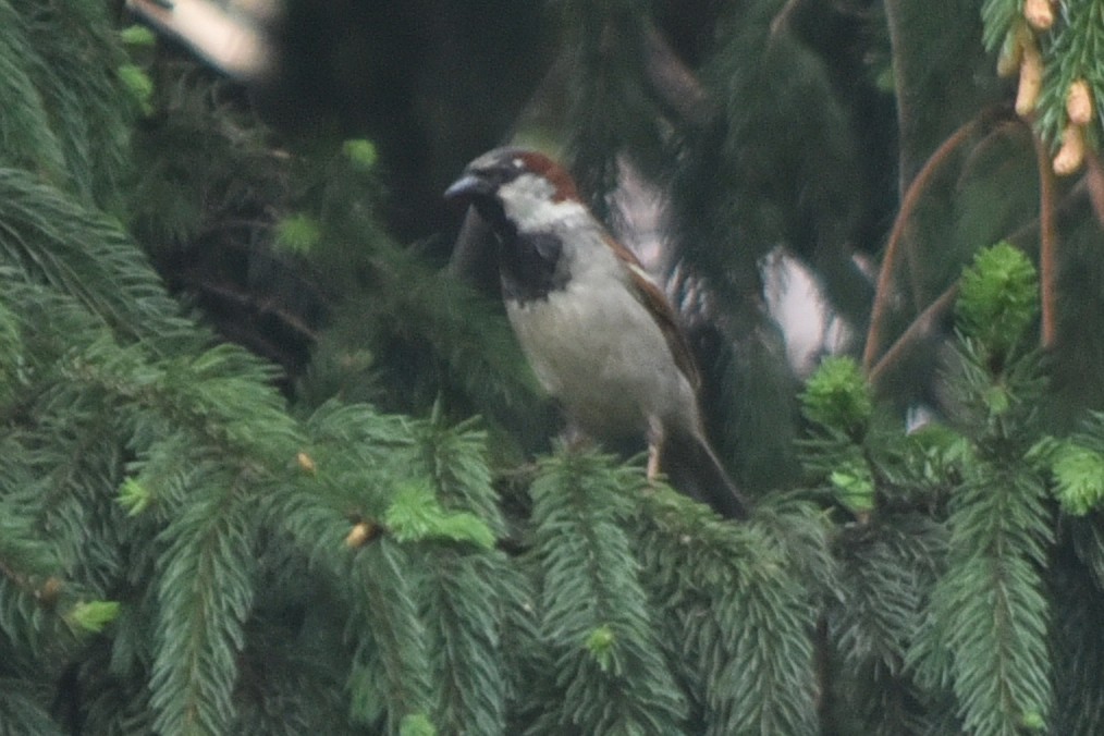 House Sparrow - ML647190813