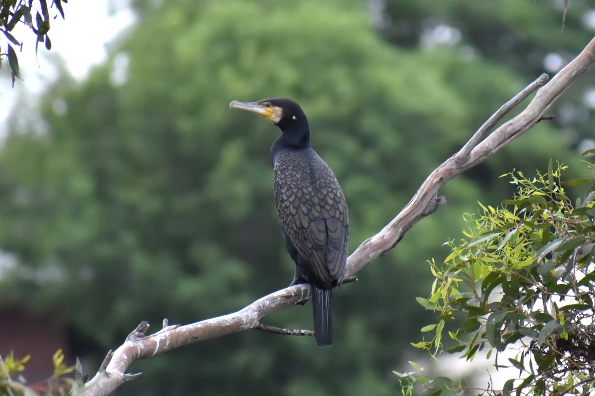 kormorán australský - ML647190827