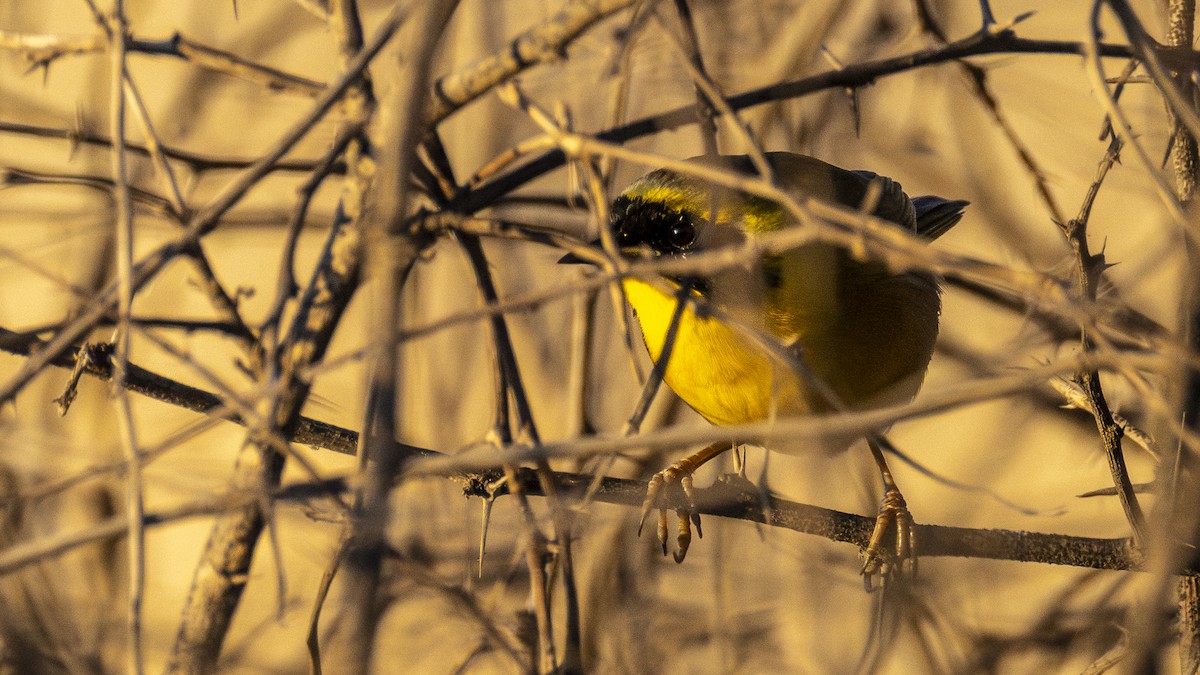 Belding's Yellowthroat - ML647190858