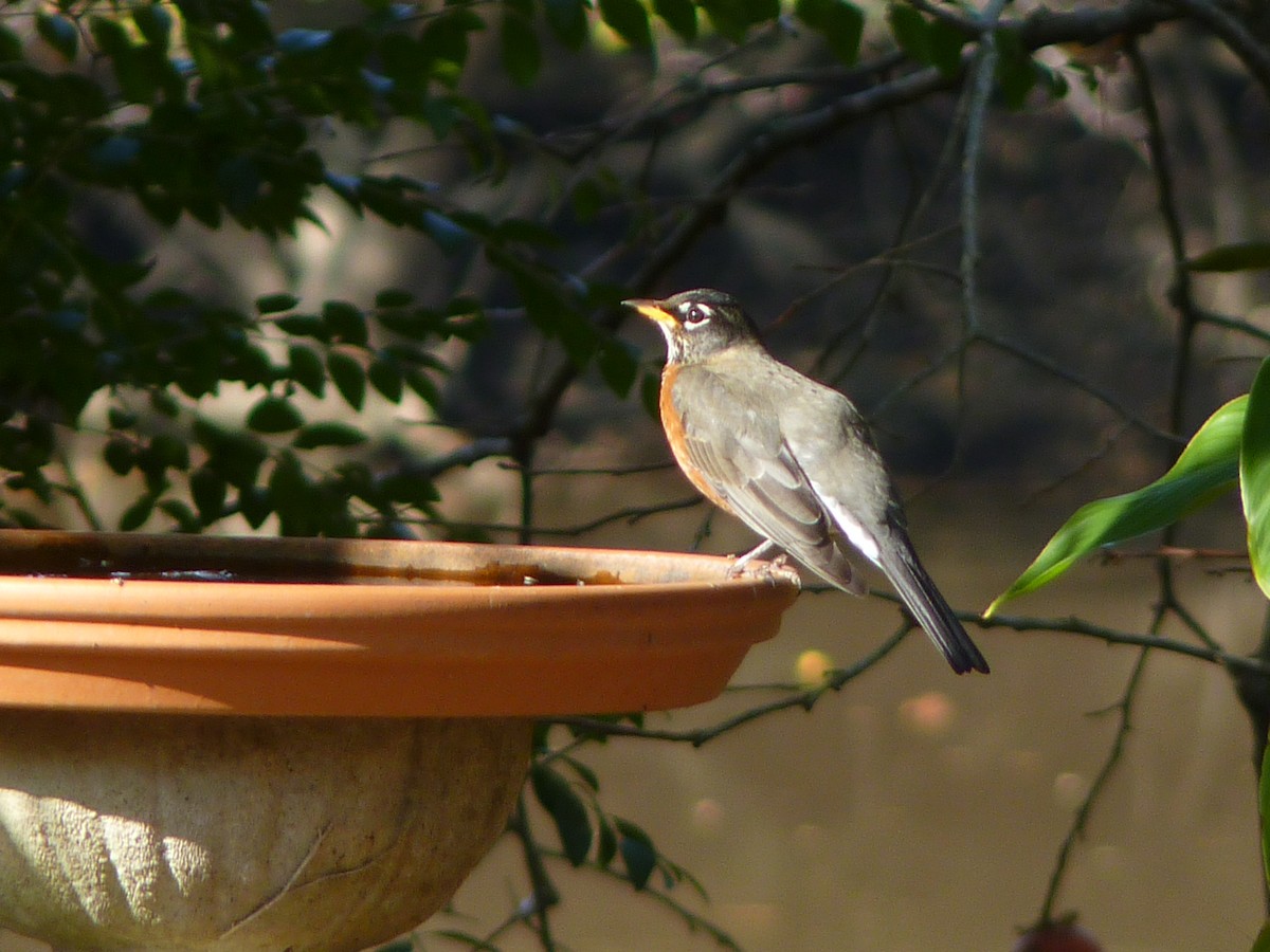 Merle d'Amérique - ML647190872