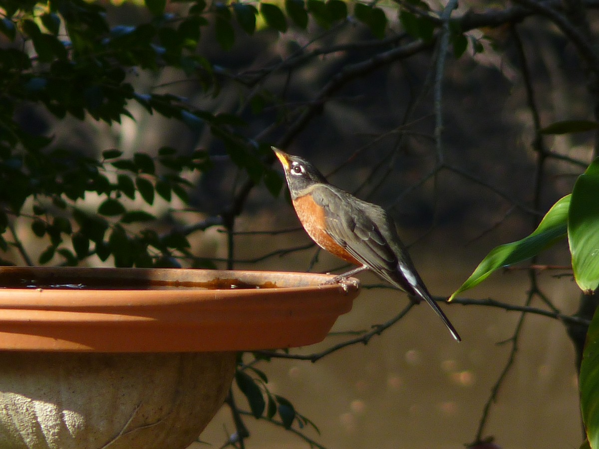 Merle d'Amérique - ML647190873