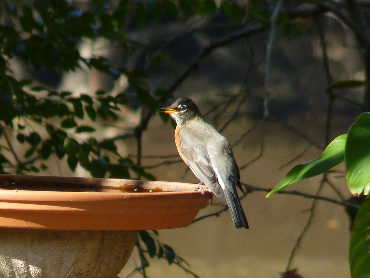 Merle d'Amérique - ML647190874