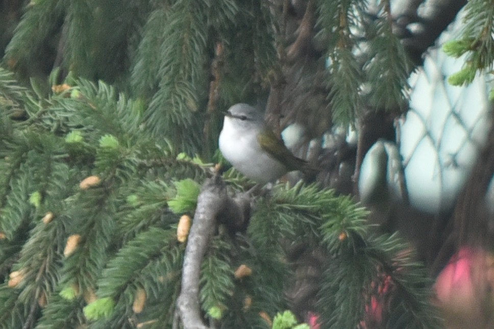 Червоїд світлобровий - ML647190883