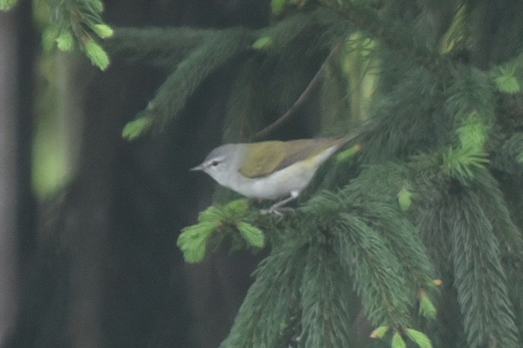 Червоїд світлобровий - ML647190884