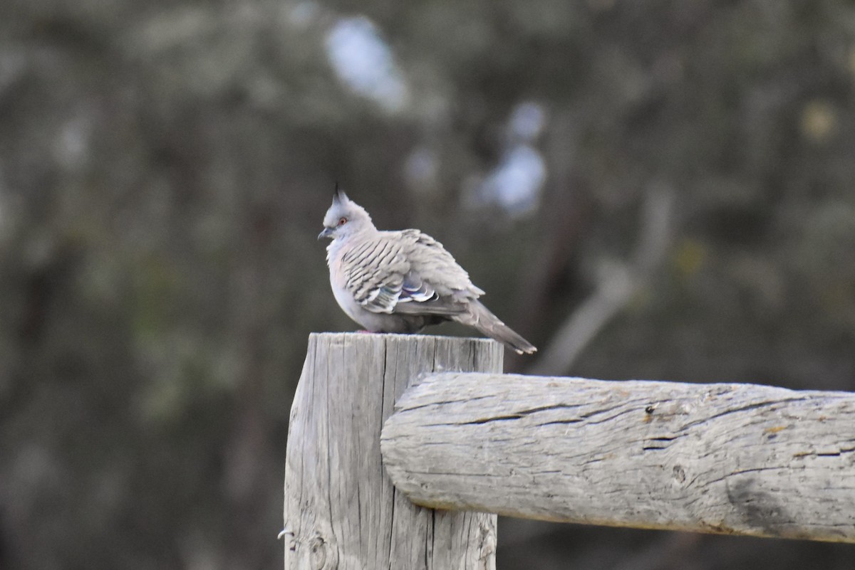 Spitzschopftaube - ML647190886