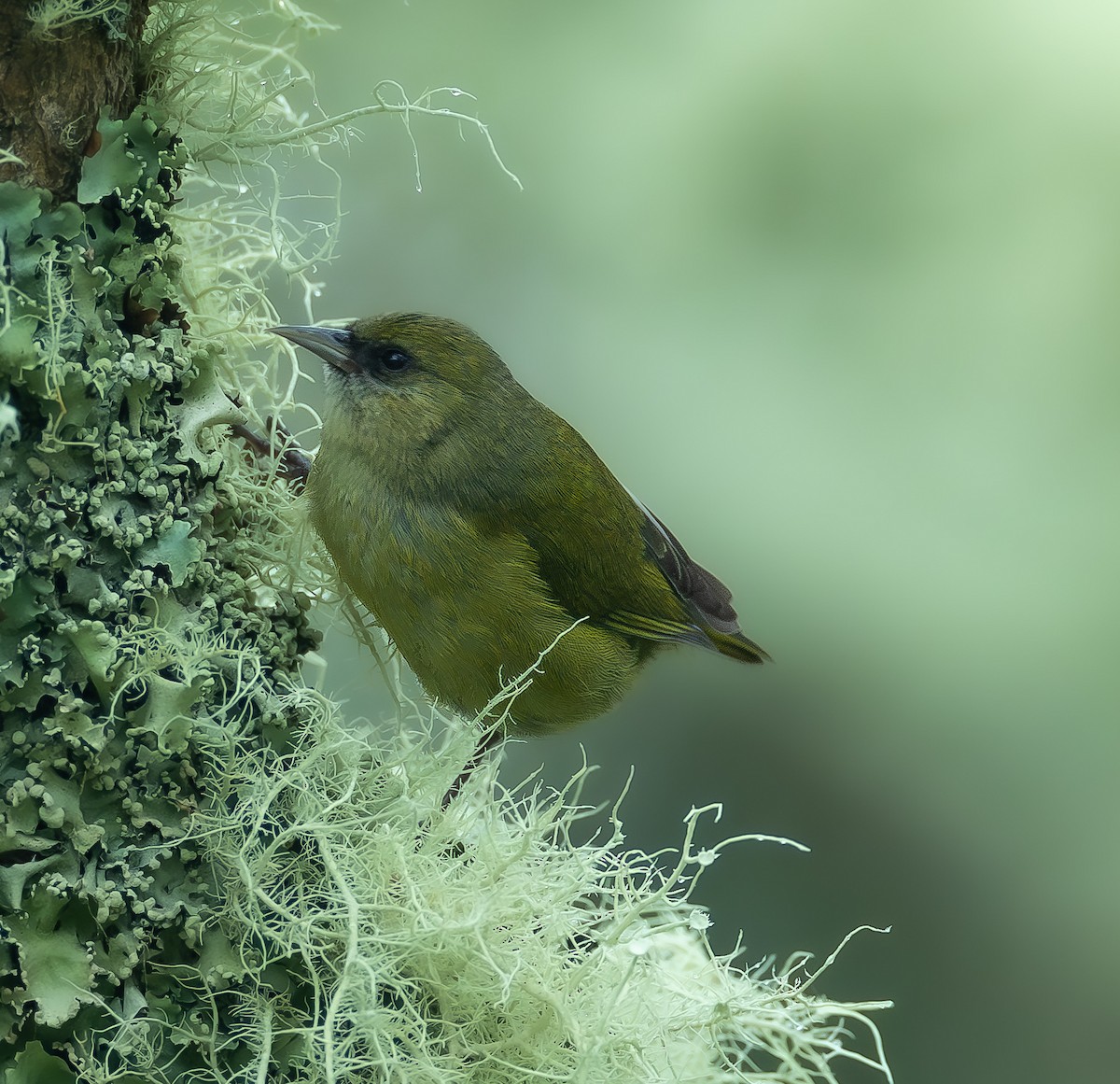 Hawaii Creeper - ML647190889