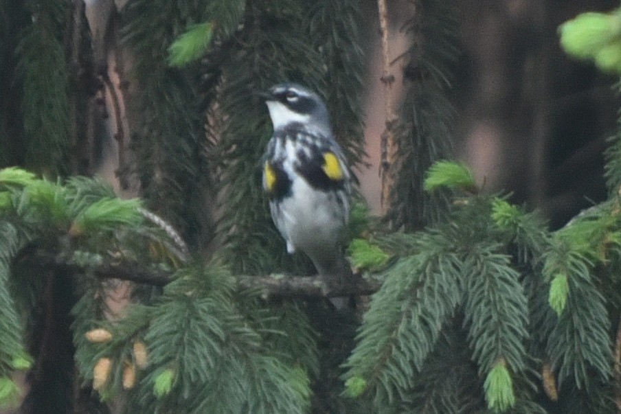 Yellow-rumped Warbler - ML647190899