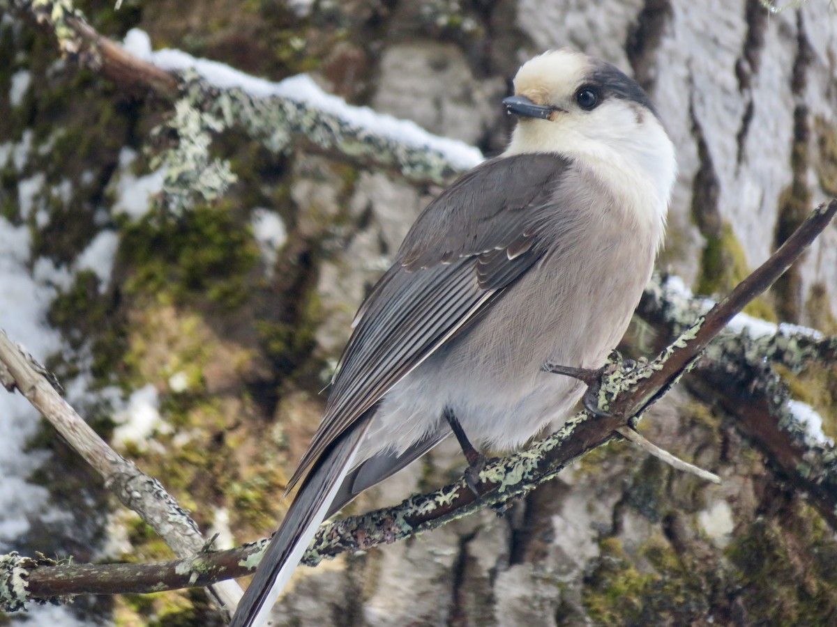 Canada Jay - ML647190912