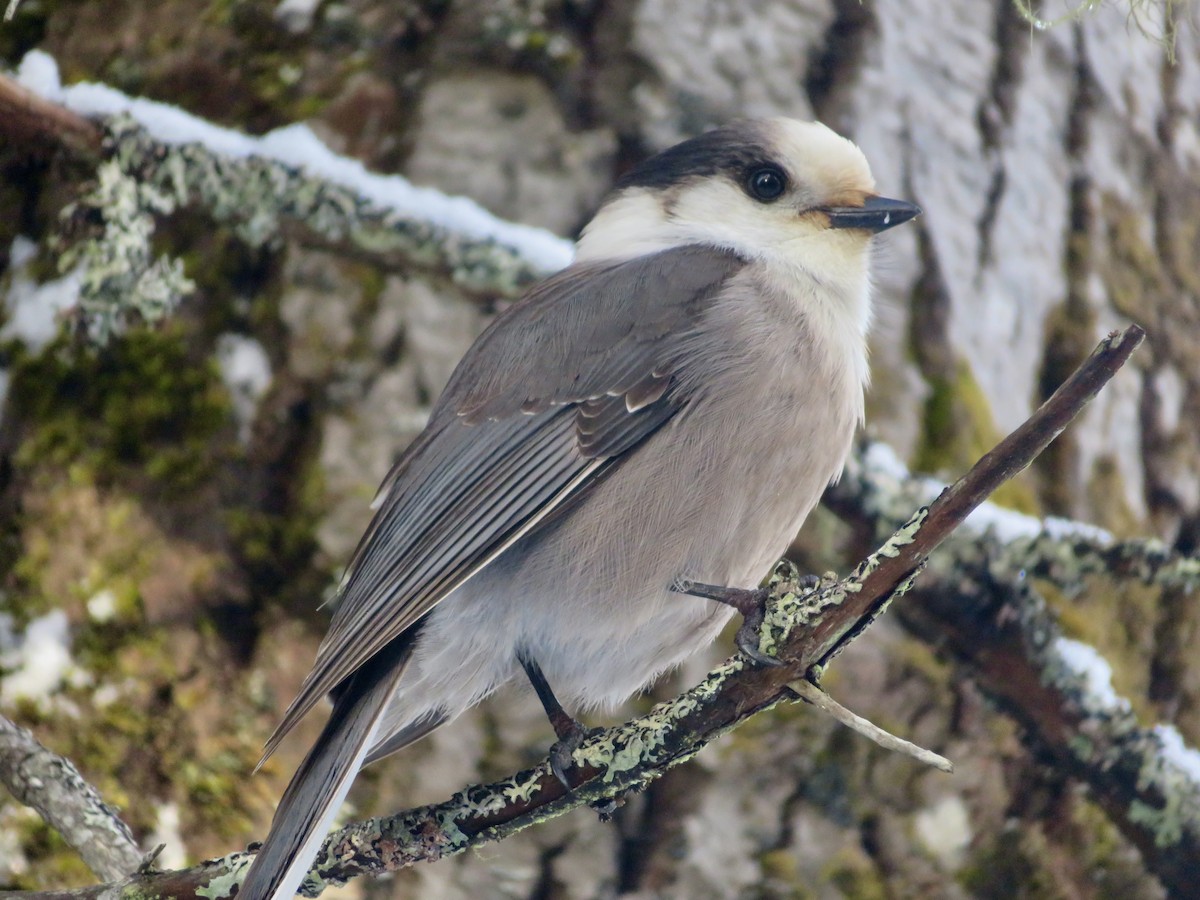 Canada Jay - ML647190913