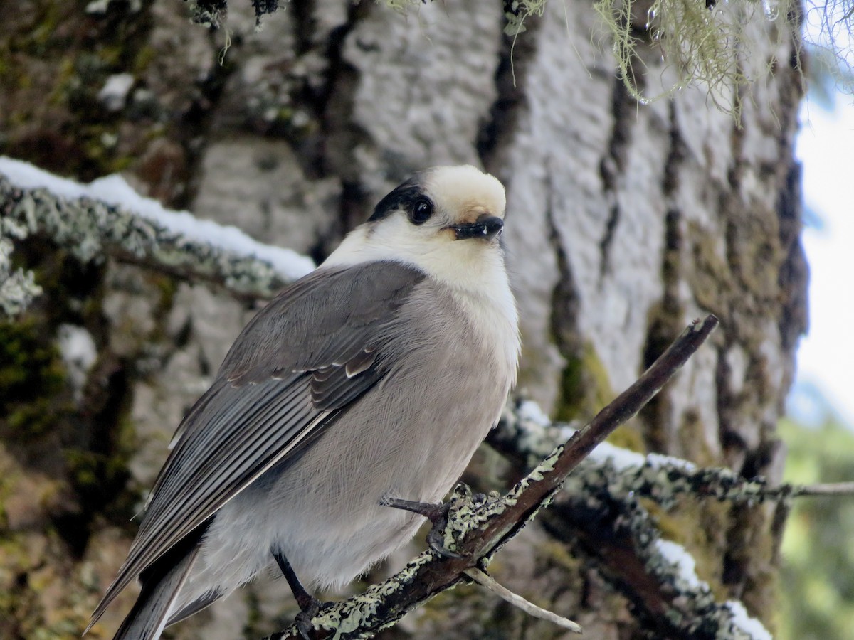 Canada Jay - ML647190914