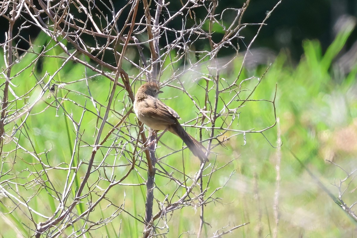 Матата руда - ML647190917