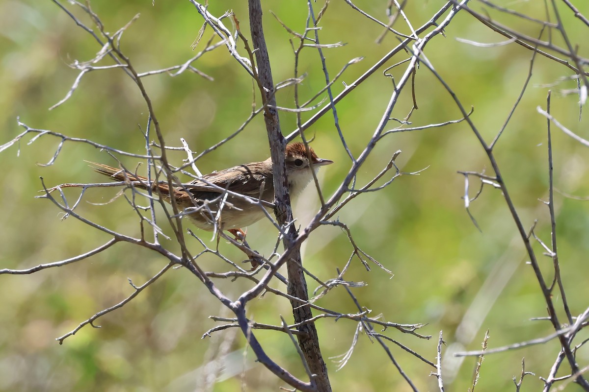 Матата руда - ML647190918