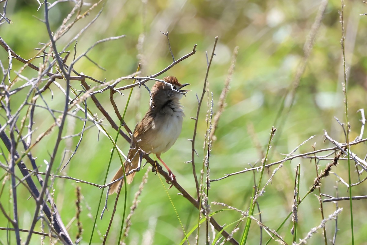 Матата руда - ML647190919