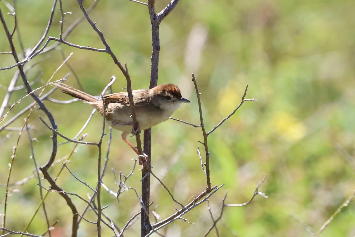 Матата руда - ML647190944