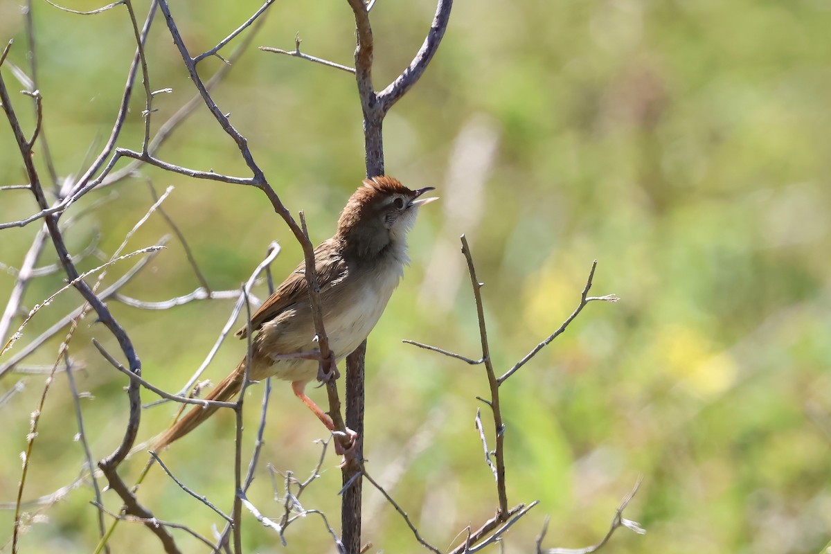 Матата руда - ML647190945