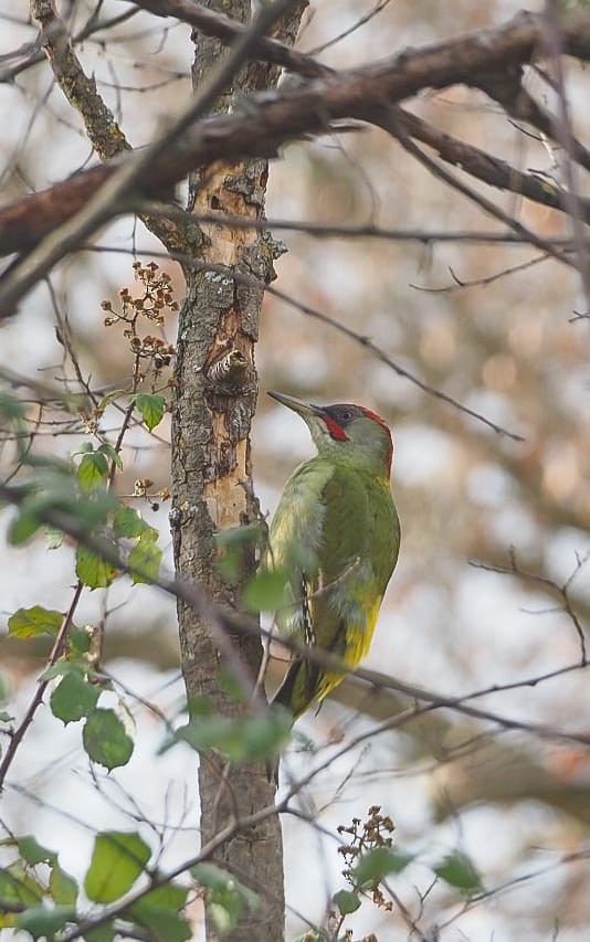 Iberian Green Woodpecker - ML647190947