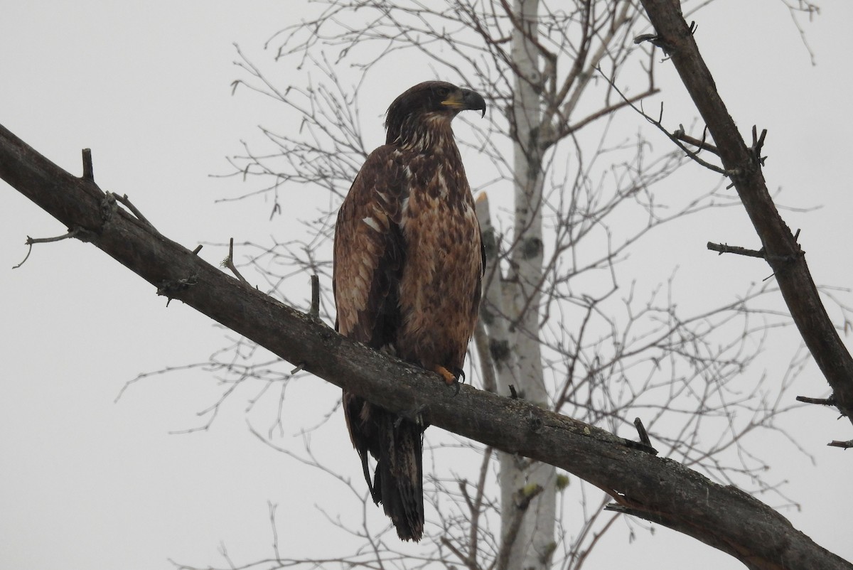 hvithodehavørn - ML647190950