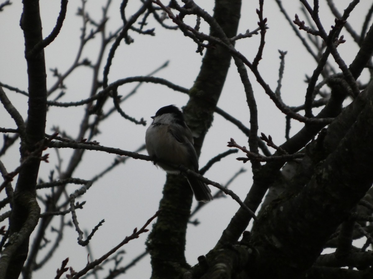 Black-capped Chickadee - ML647190952