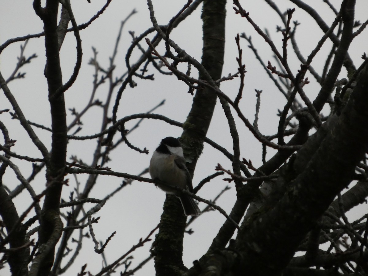 Black-capped Chickadee - ML647190953