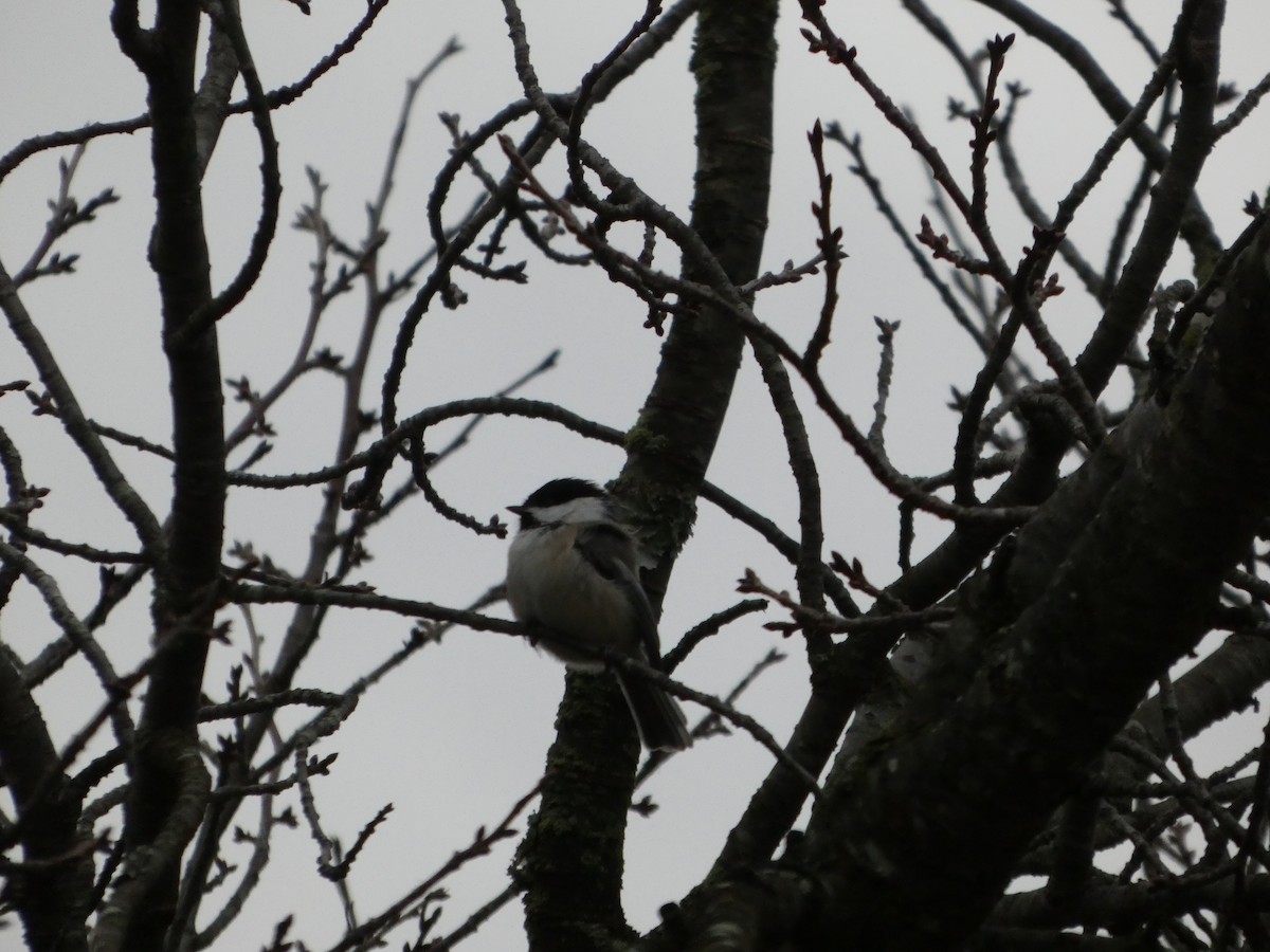 Black-capped Chickadee - ML647190954