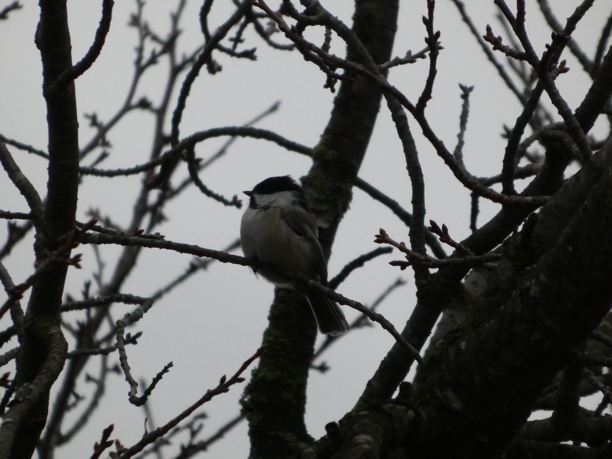 Black-capped Chickadee - ML647190955