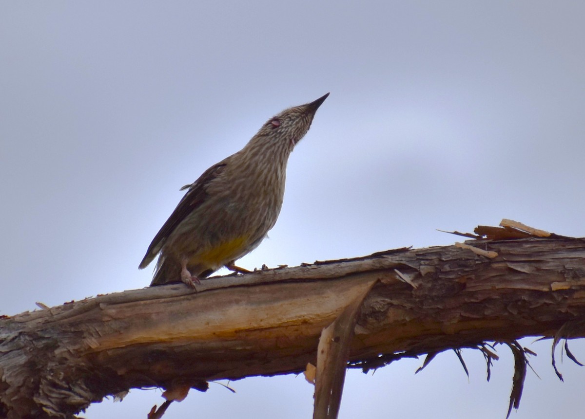 Red Wattlebird - ML647190959