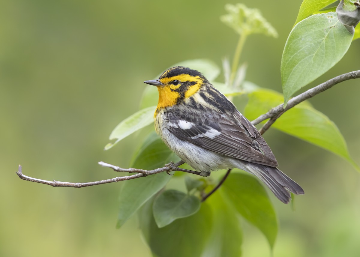 Blackburnian Warbler - ML647190971