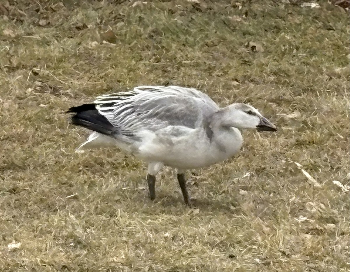 Snow Goose - ML647190980