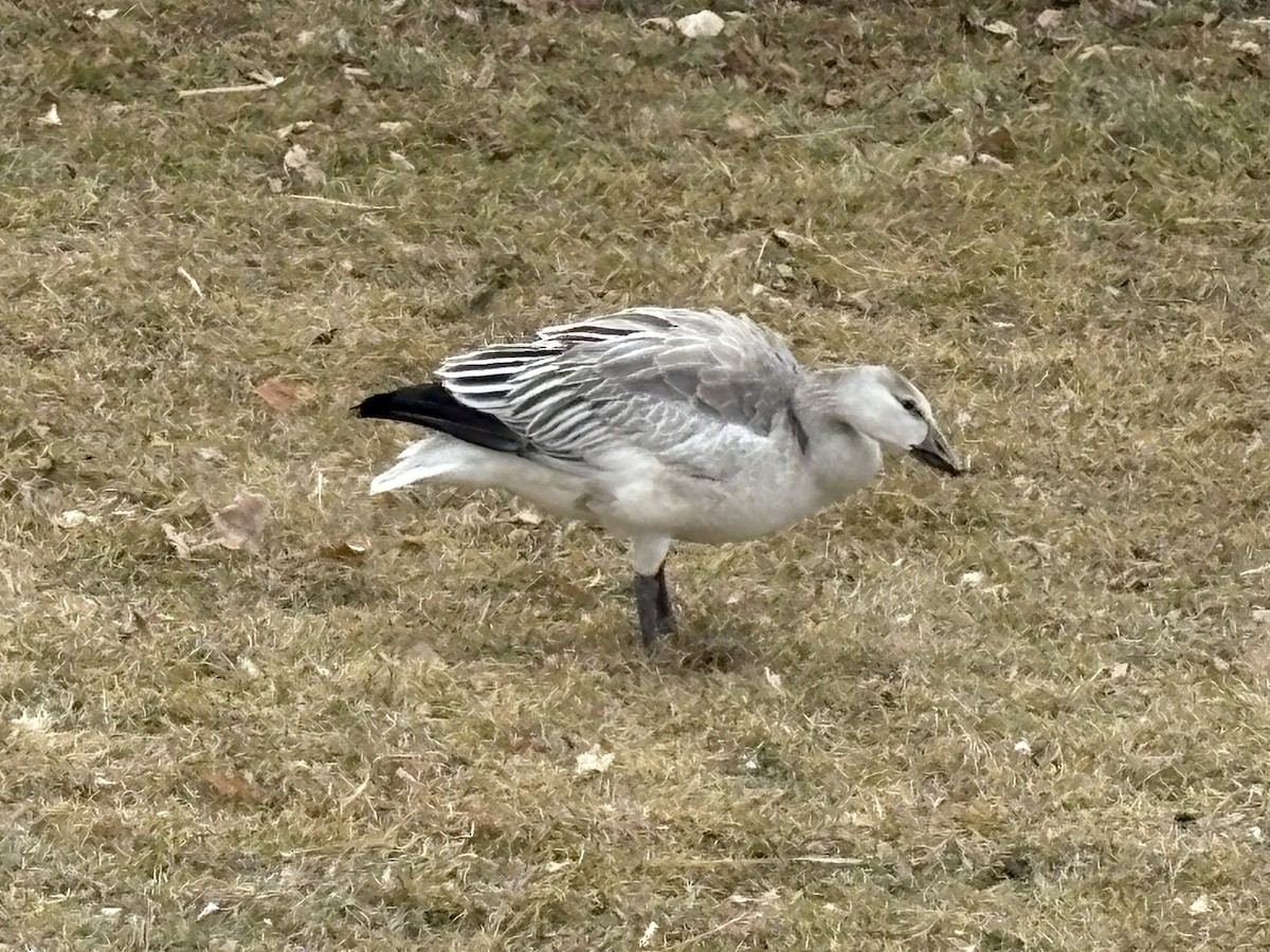 Snow Goose - ML647190982