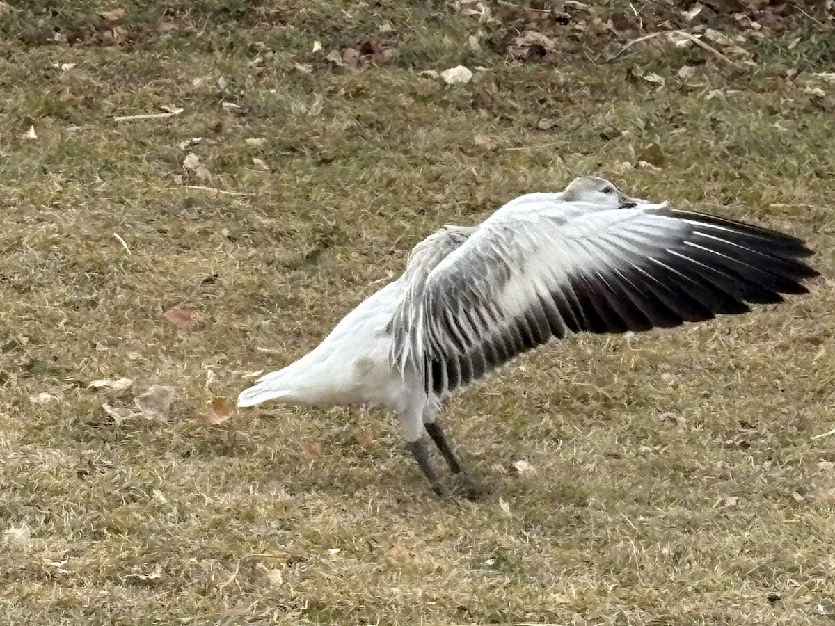 Snow Goose - ML647190983