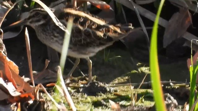 slučka malá - ML647190986